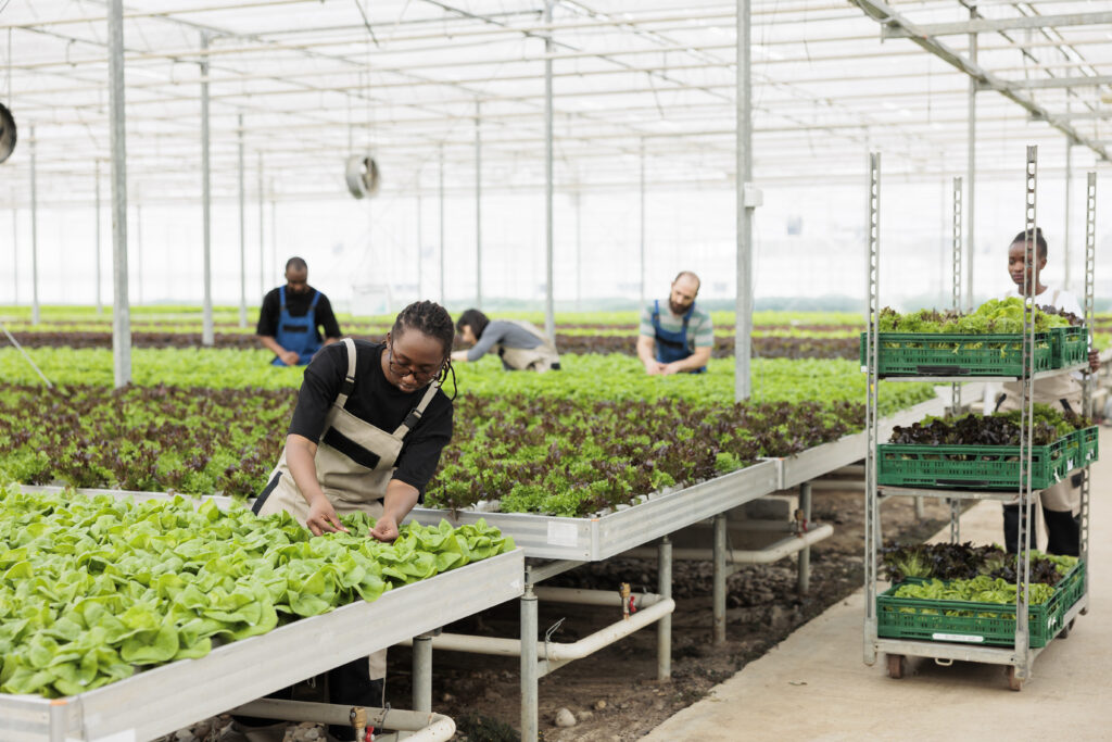 Diverse group of students working with hydroponic systems inside a greenhouse.